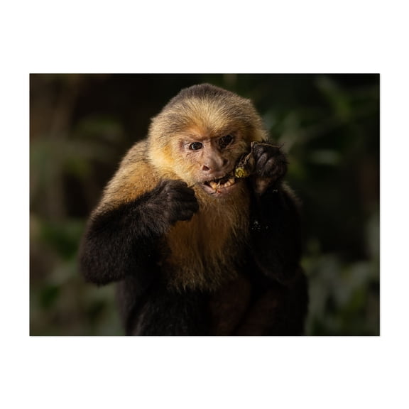 Monkey & Snack - Photography Wildlife Animal Nature Jungle Portrait Tropical Unframed Wall Art Print 8 x 10 inches