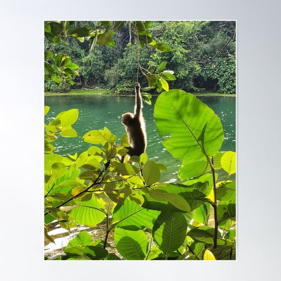 Monkey Swinging From Tree | Monkey In The Forest Poster Wall Art, Modern Wall Decor For Living Room Bedroom, 12x18 UNFRAMED