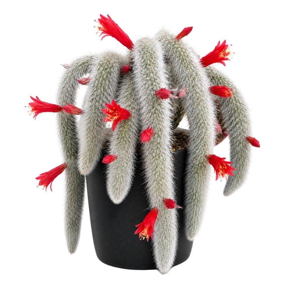 Monkey Tail Cactus 6 Inch, Hanging Cactus Plant, Rare Succulent, Easy Indoor Plant Gift