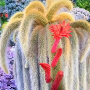 Monkey Tail Cactus Bare Root, Hildewintera Colademononis Rare Trailing Cactus Plant for Indoor or Outdoor Growing