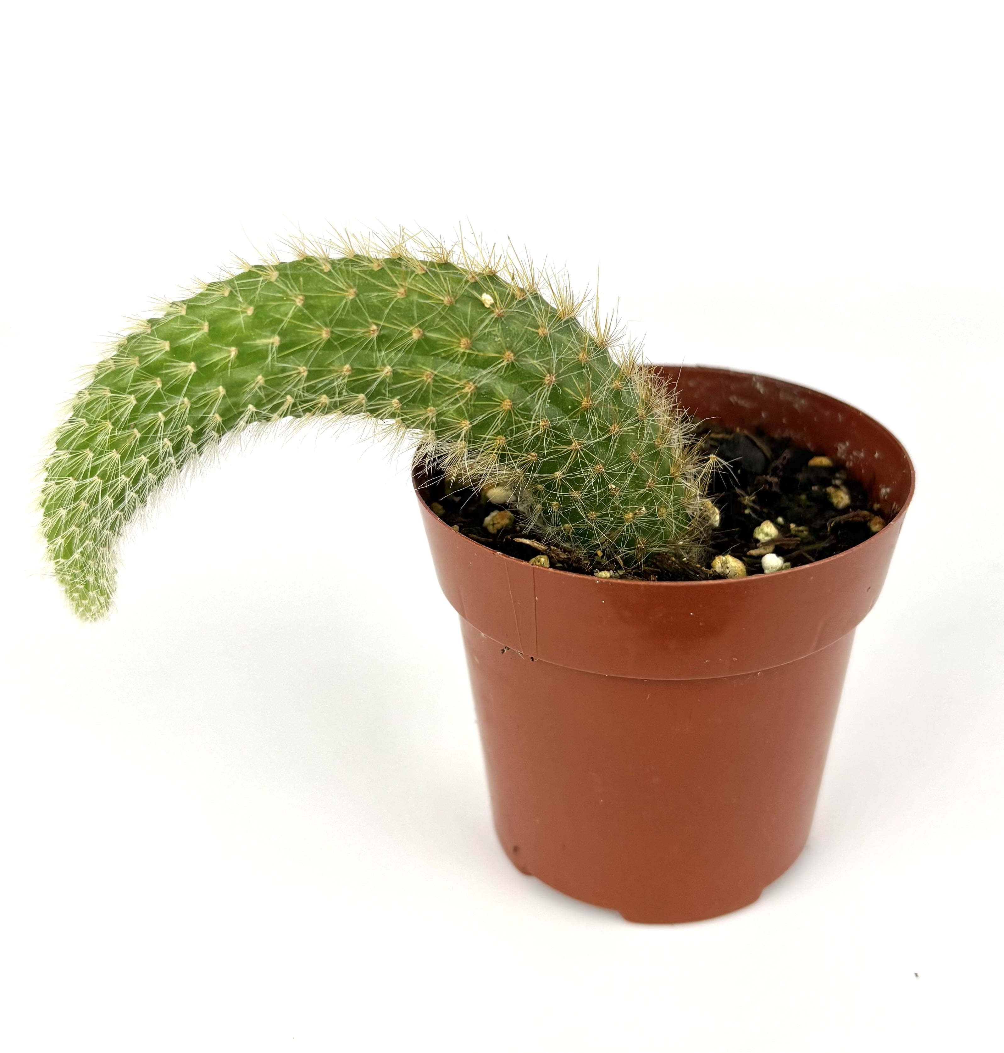 Monkey Tail Cactus Cleistocactus Colademononis, 3" Pot - Walmart.com