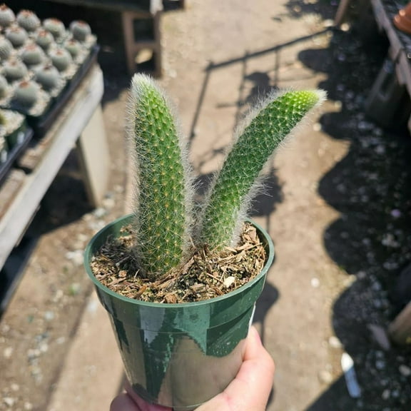 Monkey Tail Cactus, Double Tail, 2in Pot