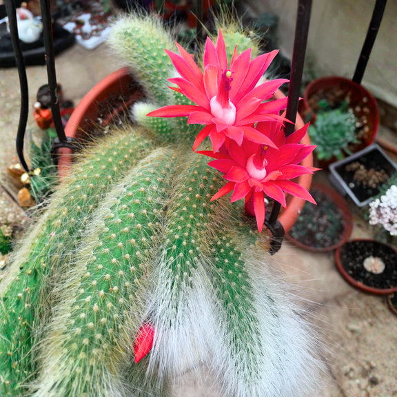 Monkey Tail Cactus Live Plant, Houseplant, Trailing Succulent, Monkey Tail Cactus Plant in 2 Pot for Indoor Outdoor Growing