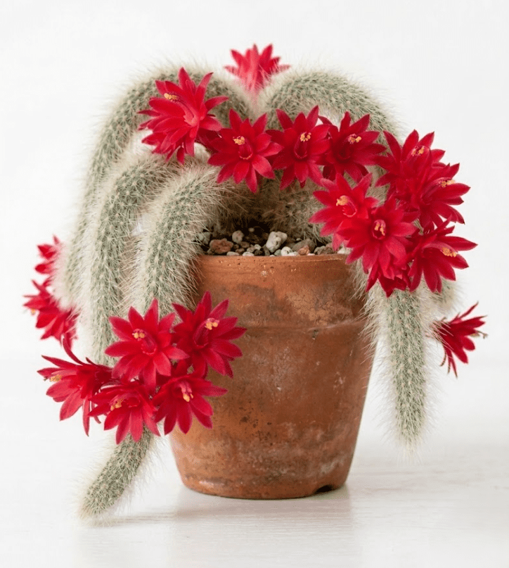 Monkey Tail Cactus Live Plant for Planting, Rare Trailing Cactus Succulent Plant for Indoor Outdoor in 4 Inch Pot