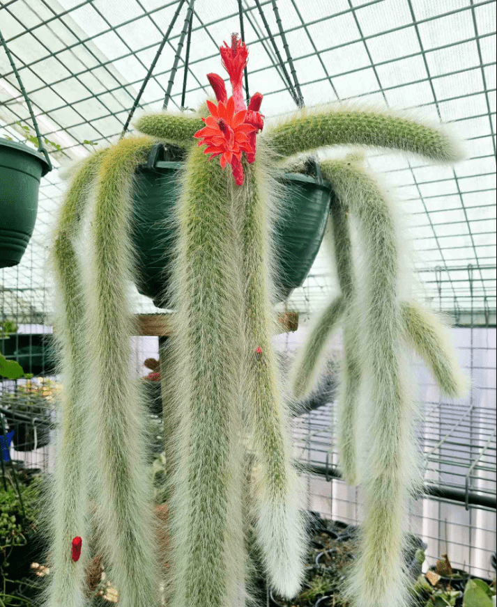 Monkey Tail Cactus Live Plants for Hanging Basket, Trailing Monkeys Tail Indoor Outdoor in 2 Inch Pot