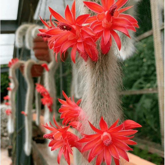 Monkey Tail Cactus Live Plants for Hanging Basket, Trailing Monkeys Tail Indoor Outdoor in 4 Inch Pot