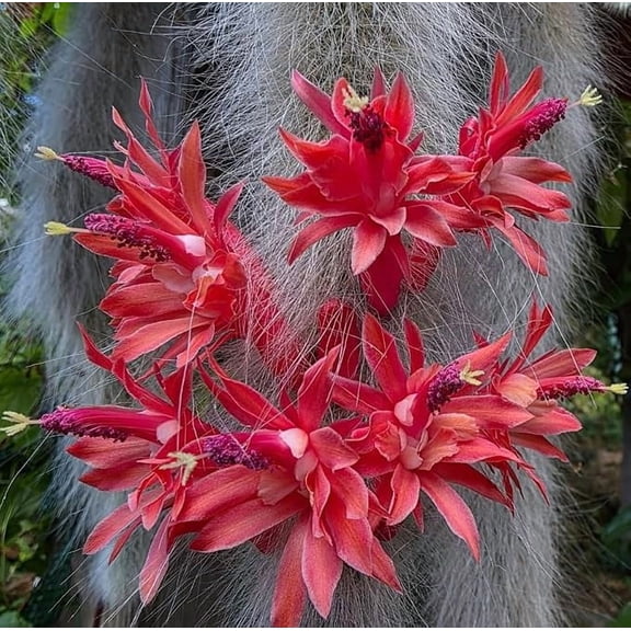Monkey Tail Cactus Plant Hildewintera Colademononis Trailing Cactus Plant 4 Inch Pot Size, Comes Without Pot