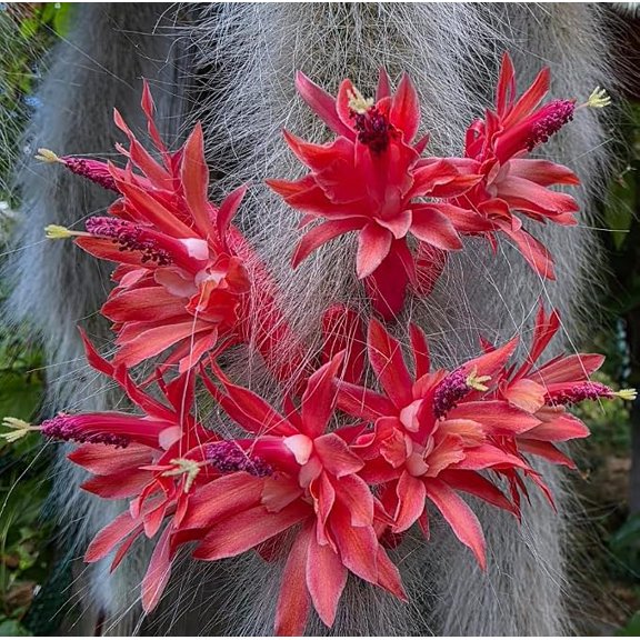Monkey Tail Cactus Plant Hildewintera Colademononis Trailing Cactus Plant 4 Inch Pot Size, Comes Without Pot