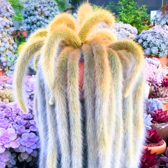 Monkey Tail Cactus Plant Live Houseplant, 2 Inch Pot Double Tail, Trailing Cactus Succulent Live Plant