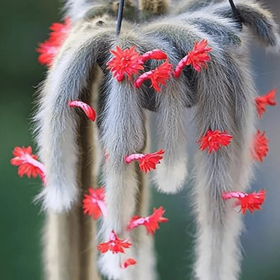 Monkey Tail Cactus Plant Live Houseplant, 2 Inch Pot, Trailing Cactus Succulent Live Plant Indoor Outdoor