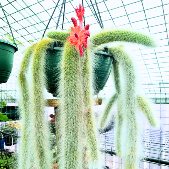 Monkey Tail Cactus Plant Live Houseplant, 3.5-5 Inch Tall, Trailing Succulent Rare Hanging Cactus for Indoor or Outdoor Garden