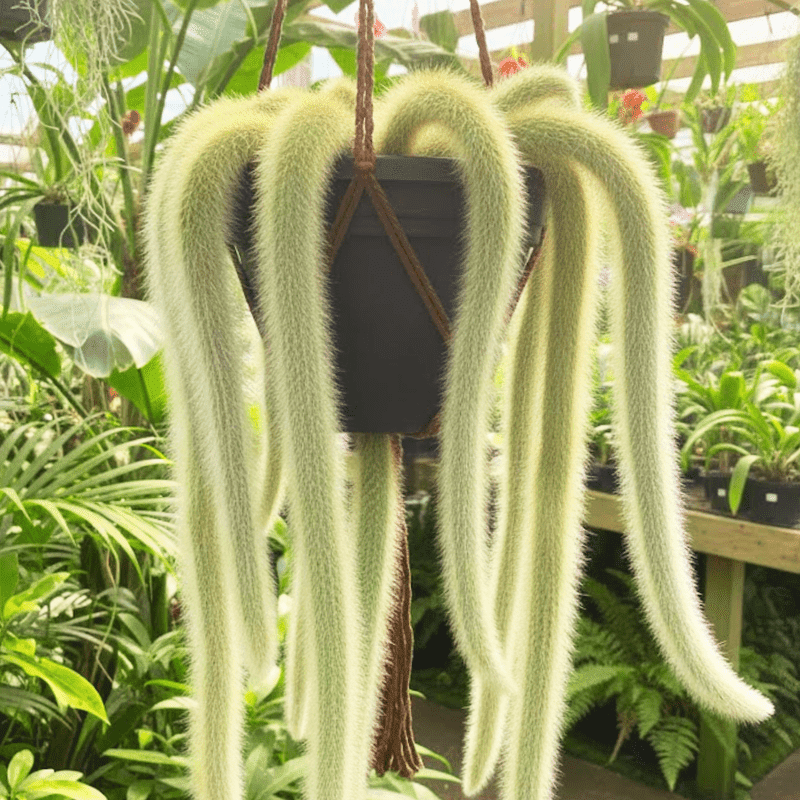 Monkey Tail Cactus Plant Live in 2 Inches Pot, Hildewintera Colademononis,  Live Rare Succulents for Indoor Planting - Walmart.com