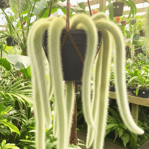 Monkey Tail Cactus Plant Live in 2 Inches Pot, Hildewintera Colademononis, Live Rare Succulents for Indoor Planting