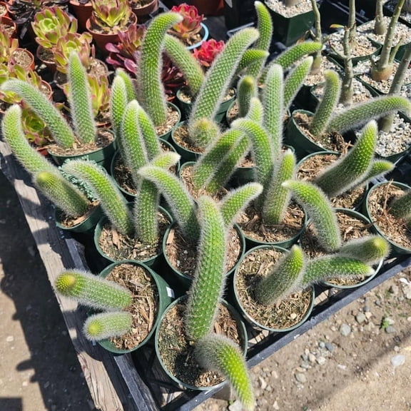 Monkey Tail Cactus, Single Tail, 2in Pot