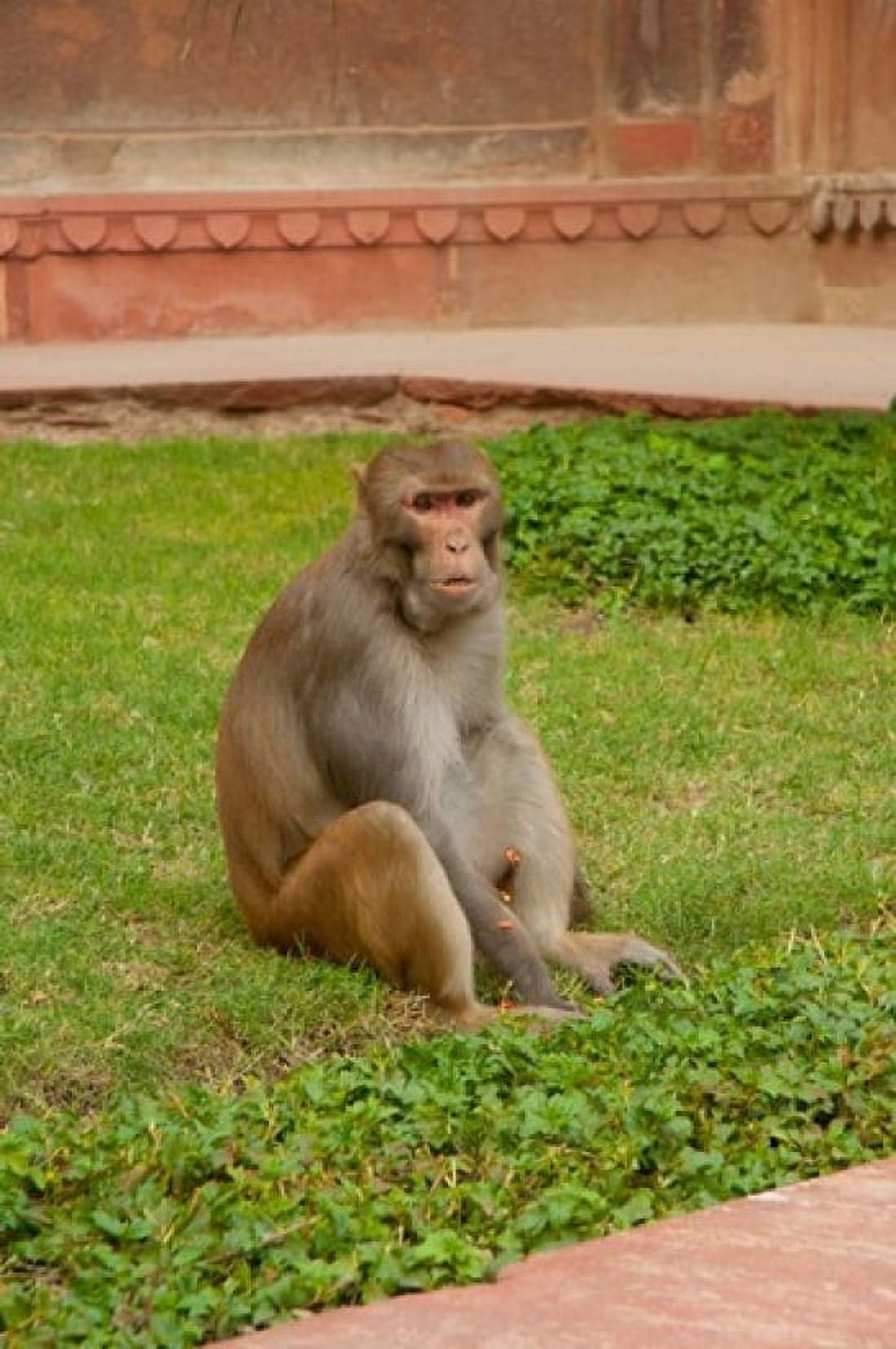 Monkey Uttar Pradesh India Canvas Art - Inger Hogstrom DanitaDelimont (15 x 22)
