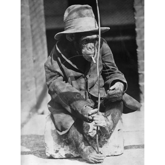 Monkey Wearing Jacket Smoking Cigarette, Animals Figurative Unframed Photographic Print Wall Art Sold by Art.Com