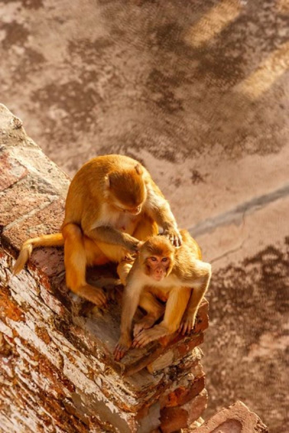 Monkey cleaning another monkey Varanasi India Canvas Art - Ali Kabas DanitaDelimont (23 x 34)