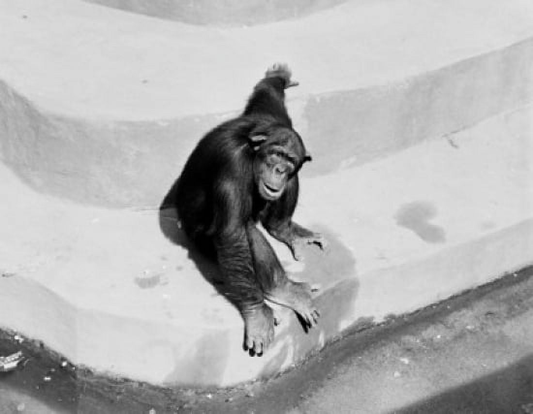 Monkey in Zoo Canvas Art - (24 x 36)