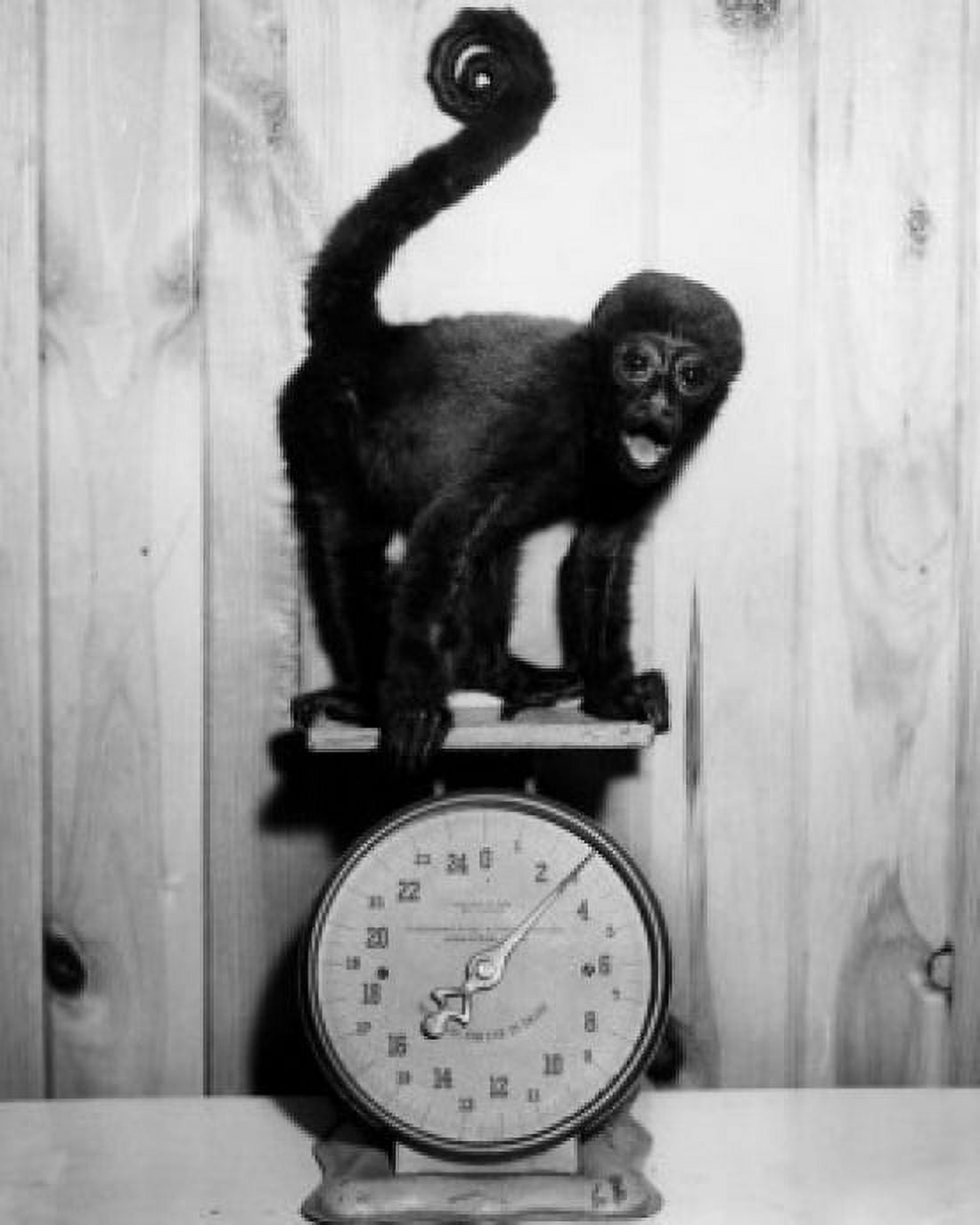 Monkey on weight scales Canvas Art - (18 x 24)
