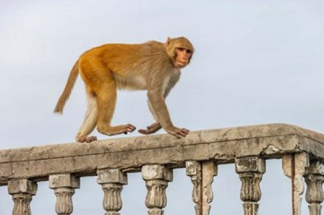 Monkey rhesus macaque Macaca mulatta Varanasi India Canvas Art - Ali Kabas DanitaDelimont (17 x 11)