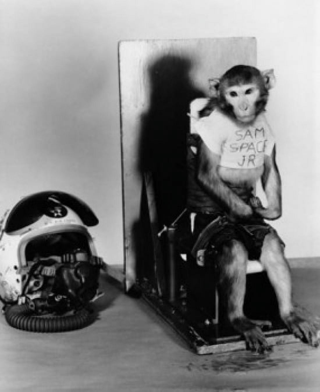 Monkey sitting on a chair and being trained for space research work School of Aviation Medicine Randolph Air Force Base Texas USA Canvas Art - (18 x 24)