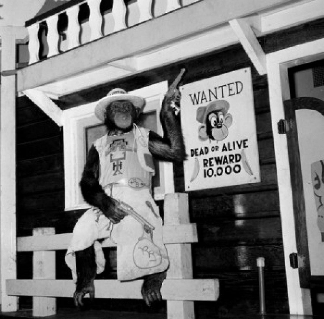 Monkey wearing cowboy clothing and holding guns with wanted poster Canvas Art -  (24 x 36)