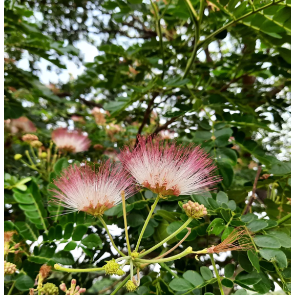 Monkeypod Live Tree Plant, 510 Inch Tall Tropical Shade Tree Starter in 4 Inch Pot, Young Rain Tree for Outdoor Garden and Landscape Planting