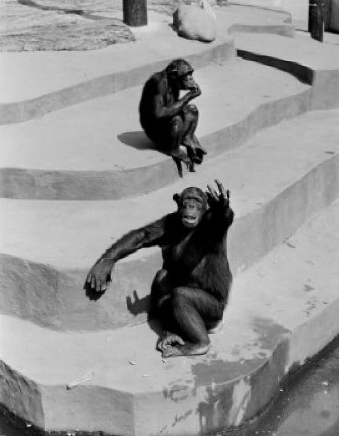 Monkeys in Zoo Canvas Art - (24 x 36)