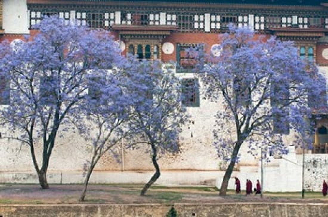 Monks Punakha Dzong Palance Bhutan Canvas Art - Jaynes Gallery  DanitaDelimont (29 x 19)