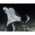 thumbnail image 1 of Monks mobula feeding on plankton at night in the Sea of Cortez. Poster Print by VWPics/Stocktrek Images, 1 of 2
