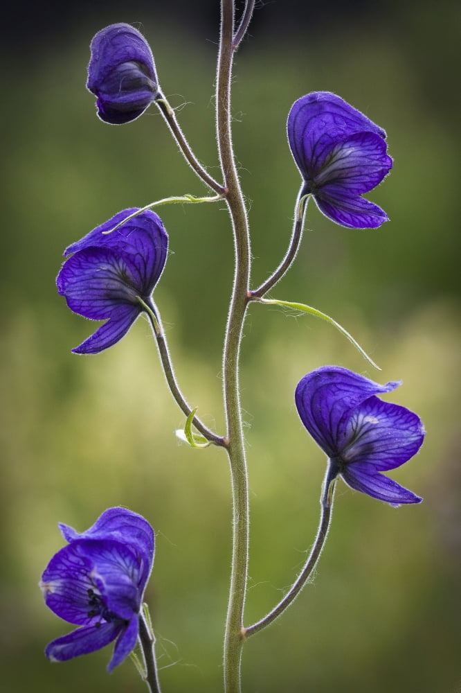 Monkshood Blooming In An Alpine Meadow In Glen Alps Near Anchorage Southcentral Alaska Canvas Art - Ken Baehr Design Pics (24 x 38)