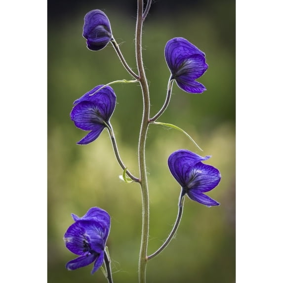 Monkshood Blooming In An Alpine Meadow In Glen Alps Near Anchorage Southcentral Alaska Poster Print