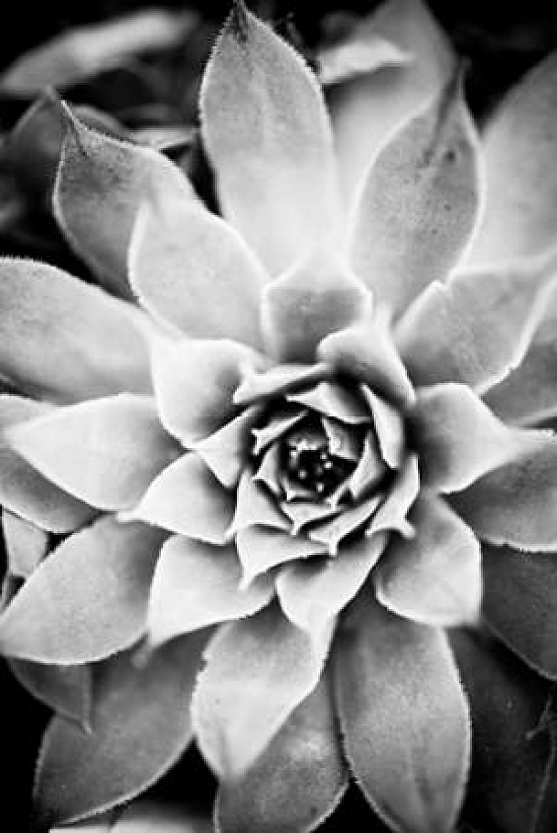 Monochrome Succulent I Canvas Art - Erin Berzel (12 x 18)