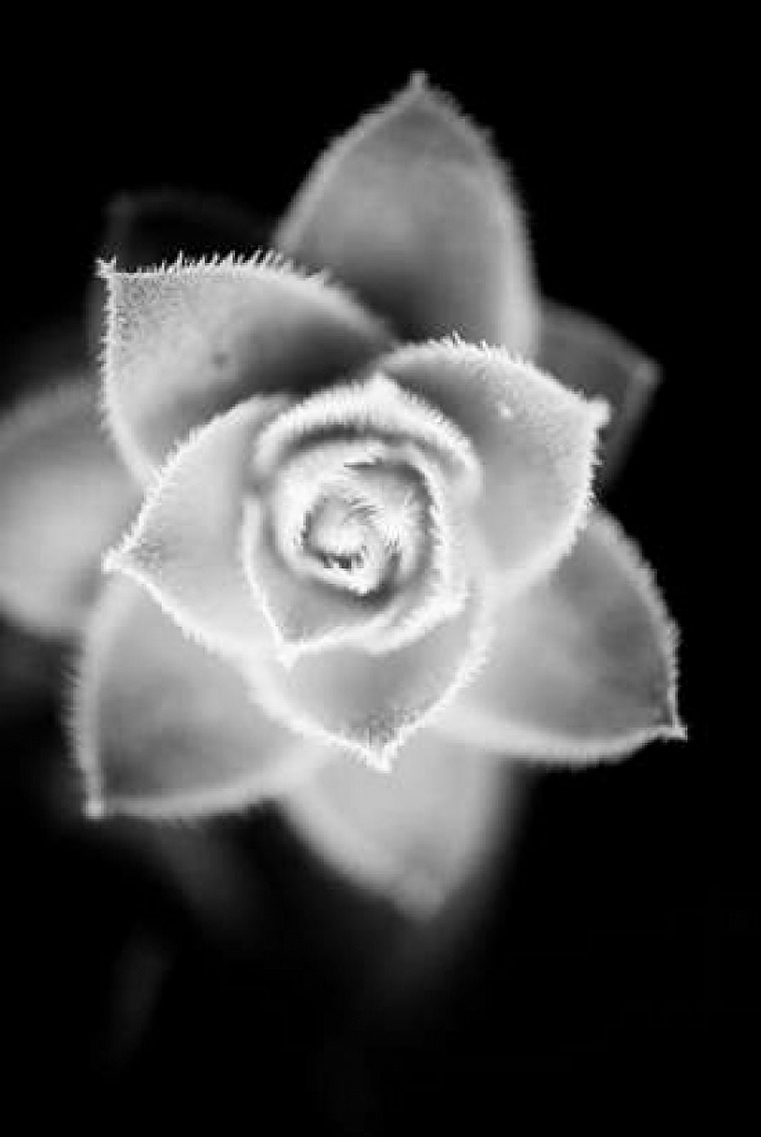 Monochrome Succulent II Canvas Art - Erin Berzel (24 x 36)