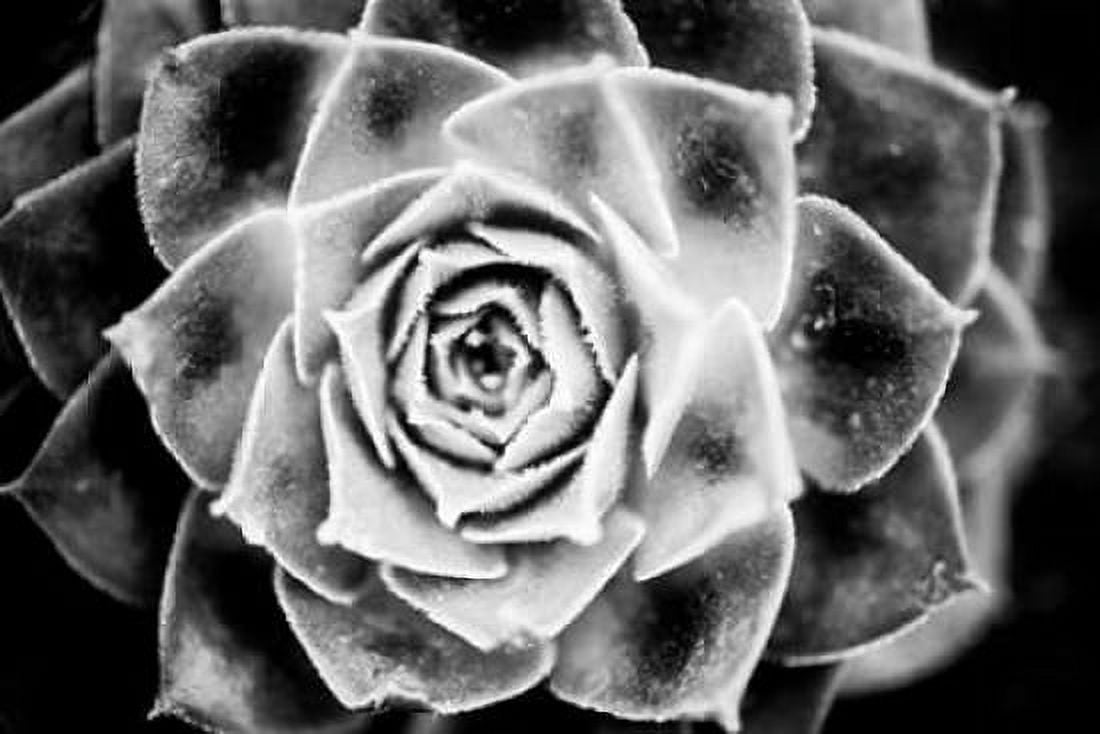 Monochrome Succulent III Canvas Art - Erin Berzel (24 x 36)