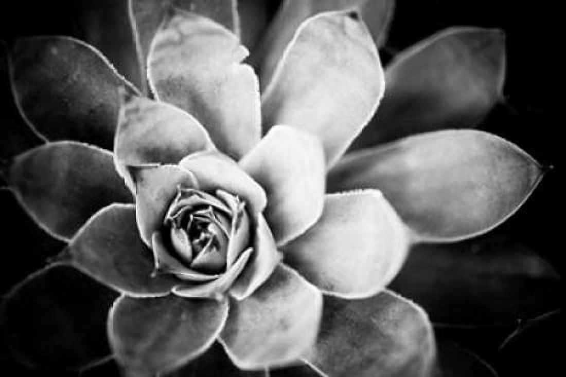 Monochrome Succulent IV Canvas Art - Erin Berzel (12 x 18)