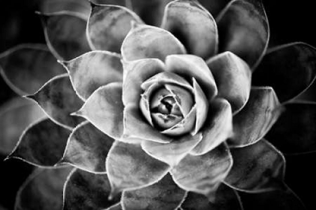 Monochrome Succulent V Canvas Art - Erin Berzel (12 x 18)