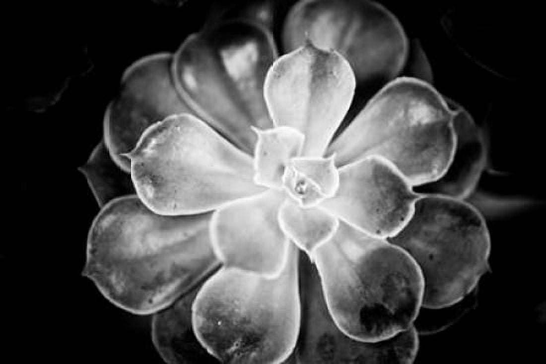 Monochrome Succulent VI Canvas Art - Erin Berzel (24 x 36)