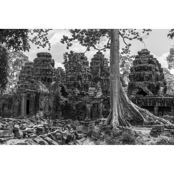 Monochrome tree among ruins of stone temple Banteay Kdei Angkor Wat; Siem Reap Siem Reap Province Cambodia by Nick Dale / Design Pics