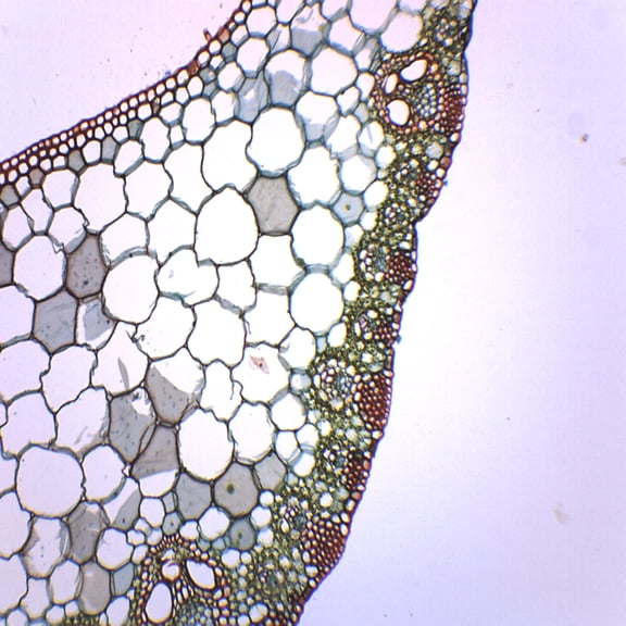 Monocot & Dicot Leaf Composite, Cross Section - Prepared Microscope Slide - 75 x 25mm - Biology & Microscopy - Eisco Labs
