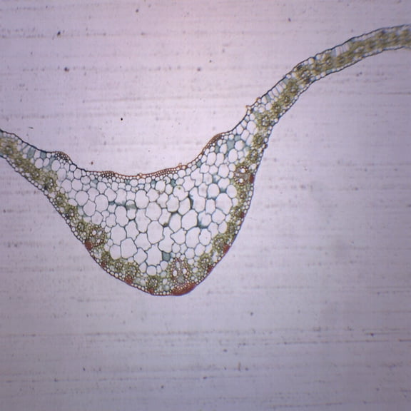 Monocot Leaf Cross Section - Prepared Microscope Slide - 75 x 25mm - Biology & Microscopy - Eisco Labs