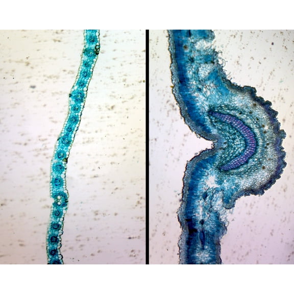 Monocot (Lilium) and Dicot (Sedum) Leaf Epidermis Comparison; Whole-mount Microscope Slide