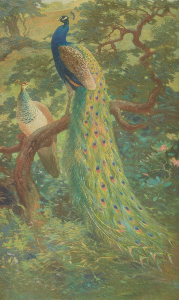 Monograph Pheasants 1918 Indian Peafowl Canvas Art - CR Knight (24 x 36)