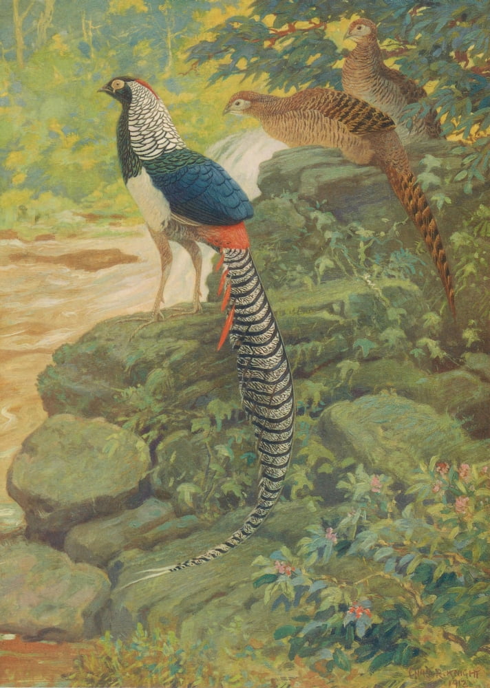 Monograph Pheasants 1918 Lady Amherst Phsnt Canvas Art - CR Knight (18 x 24)