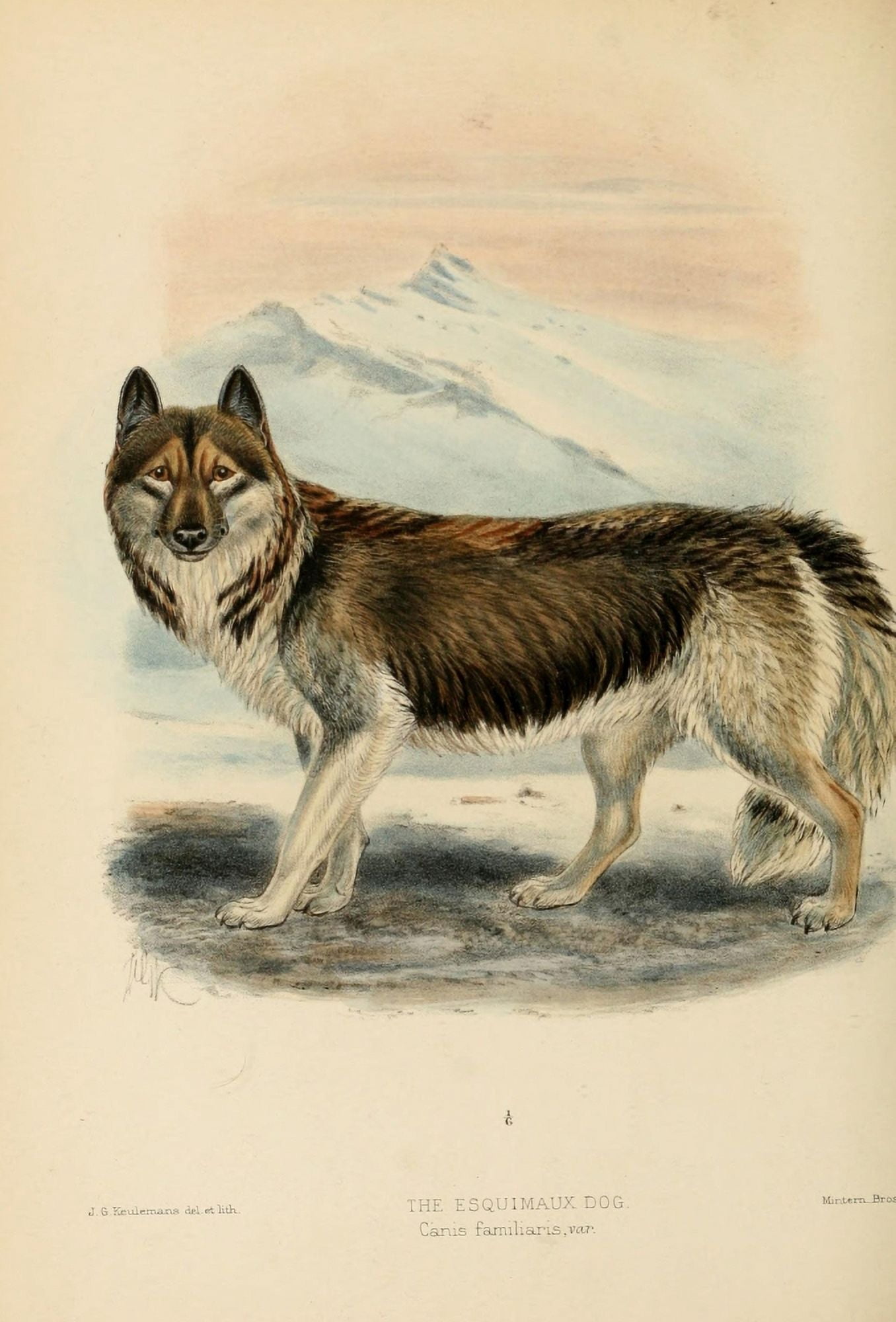 Monograph of Canidae 1890 Esquimaux Dog Canvas Art - JG Keulemans (18 x 24)