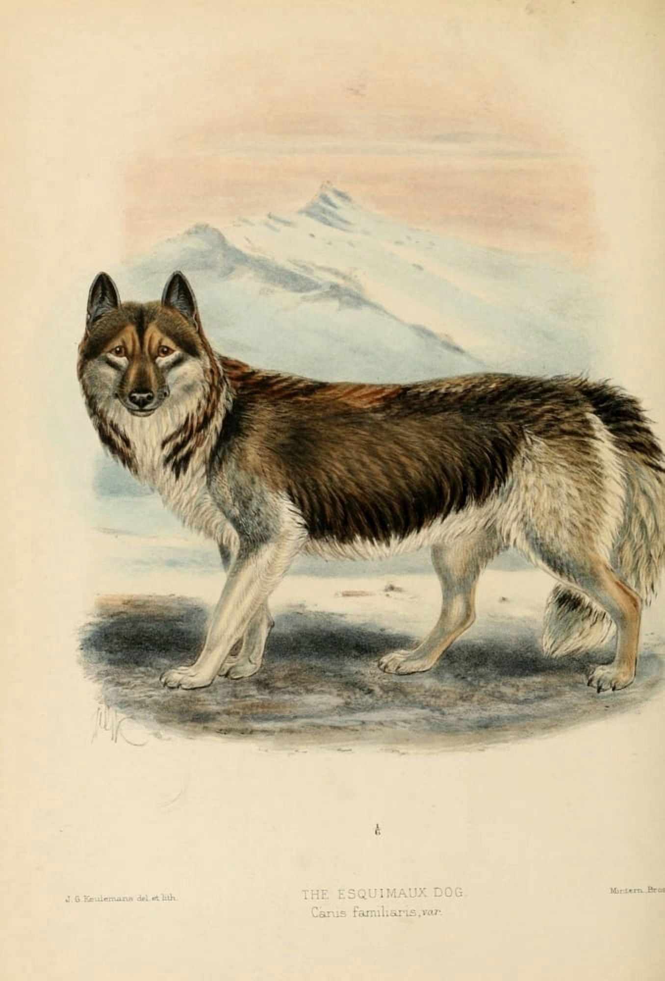 Monograph of Canidae 1890 Esquimaux Dog Canvas Art - JG Keulemans (24 x 36)
