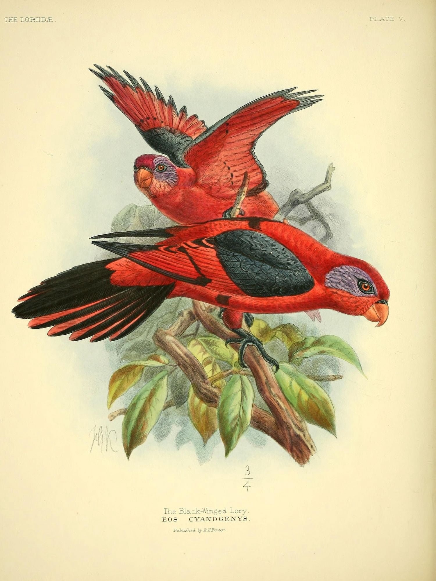 Monograph of the Lories 1896 Black-winged Canvas Art - JG Keulemans (18 x 24)
