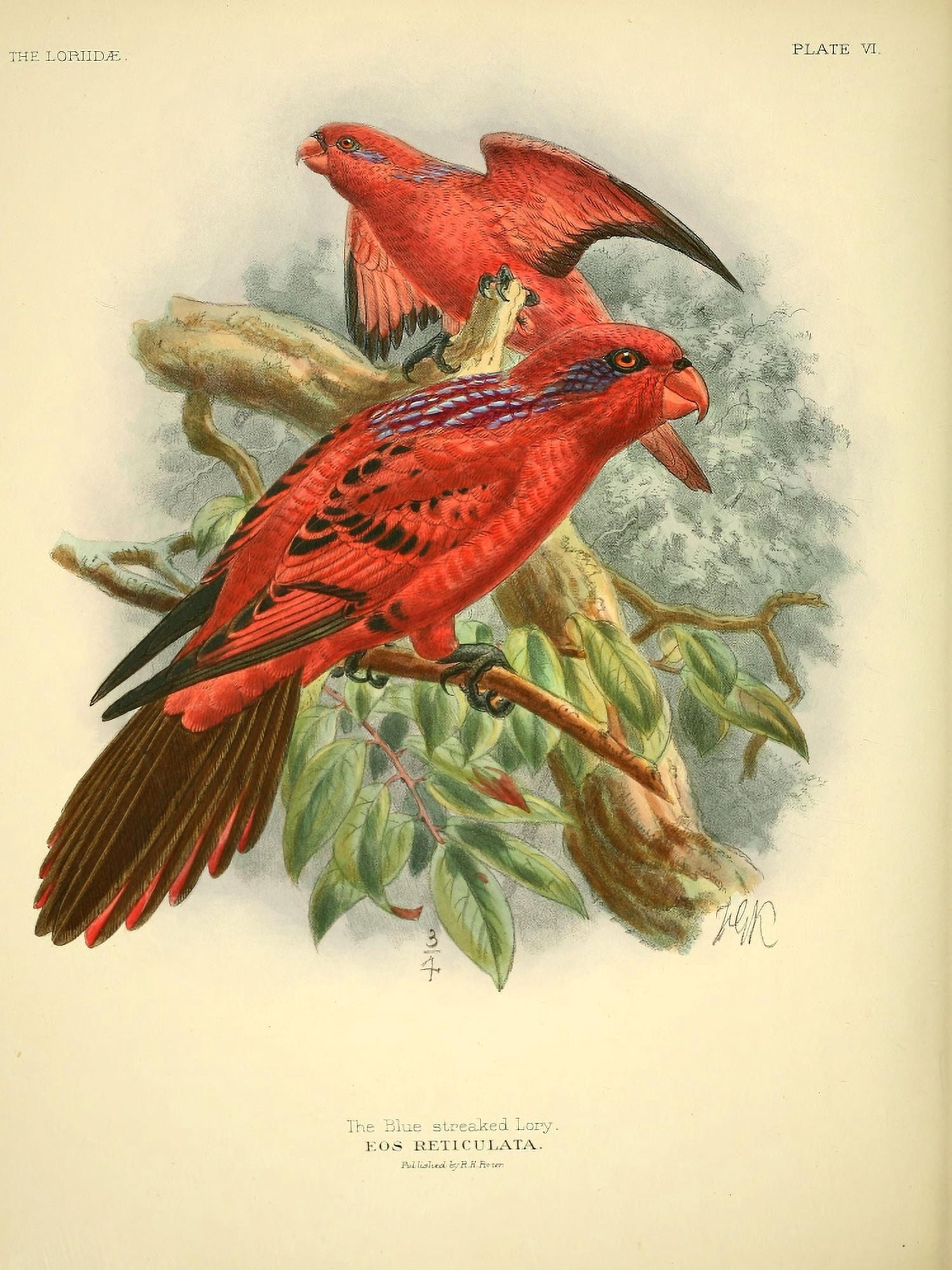 Monograph of the Lories 1896 Blue-streaked Canvas Art - JG Keulemans (24 x 36)