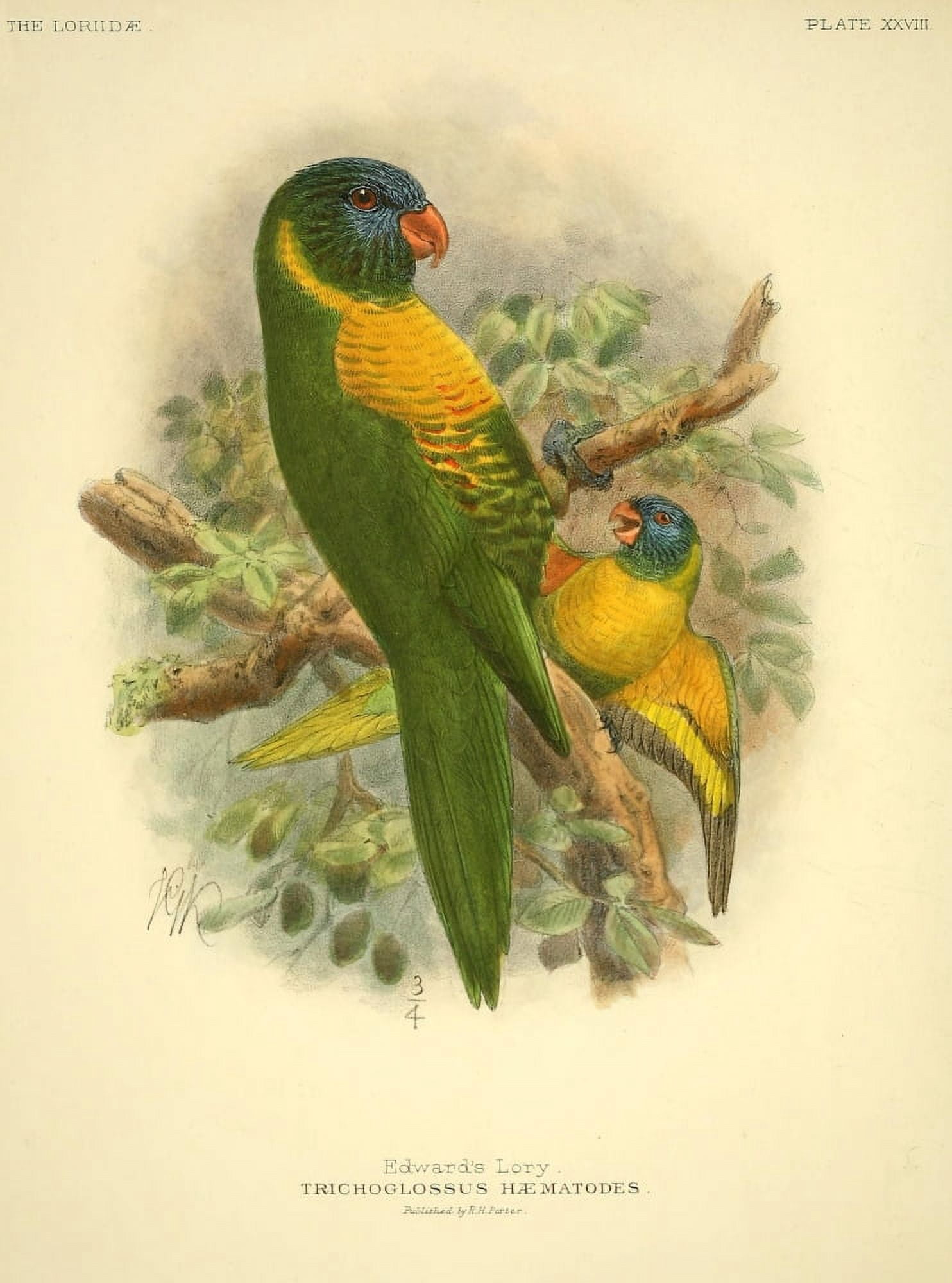 Monograph of the Lories 1896 Edwards Lory Canvas Art - JG Keulemans (18 x 24)