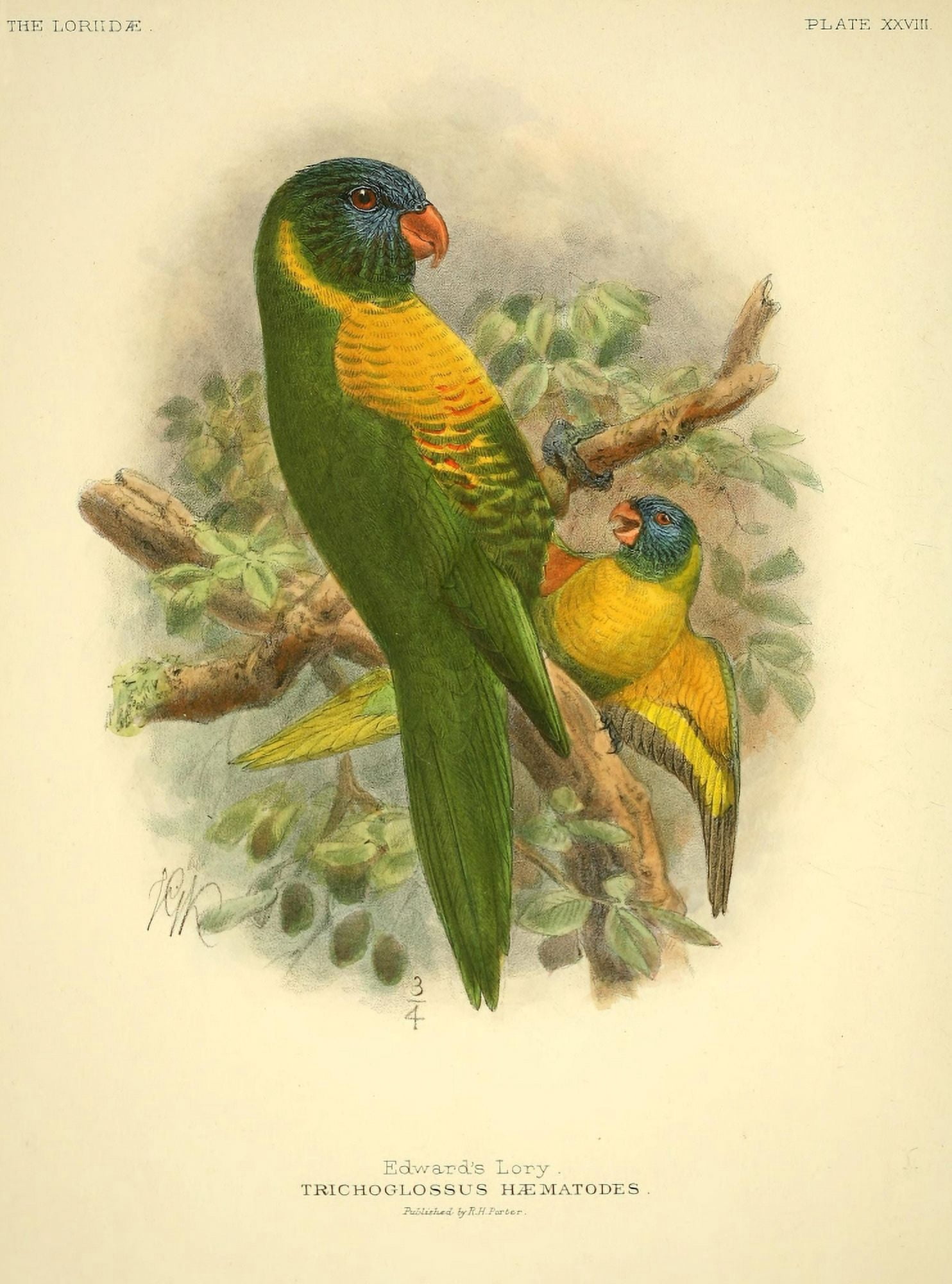 Monograph of the Lories 1896 Edwards Lory Canvas Art - JG Keulemans (24 x 36)